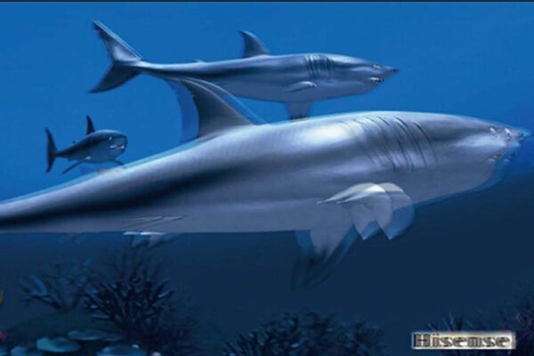 Magnimage MIG-A20 3D RF Box LED Video Wall 3D Player Controller